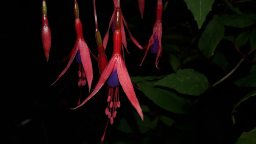 Flower; Publicdomain; Cc0; Freeimage;.jpg