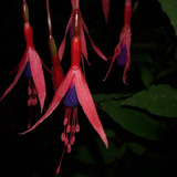 Flower; Publicdomain; Cc0; Freeimage;