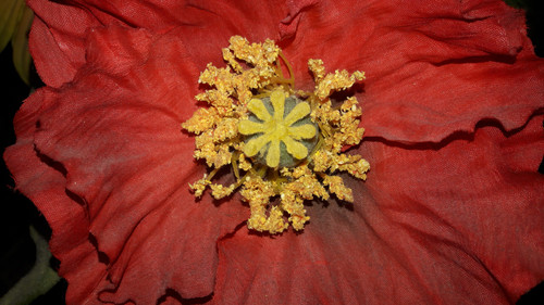 Flower; Publicdomain; Cc0; Freeimage;.jpg