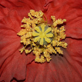 Flower; Publicdomain; Cc0; Freeimage;