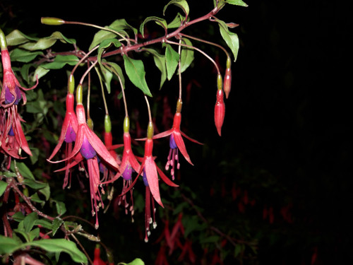 Flower; Publicdomain; Cc0; Freeimage;.jpg