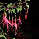 Flower; Publicdomain; Cc0; Freeimage;