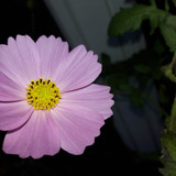 Flower; Publicdomain; Cc0; Freeimage;