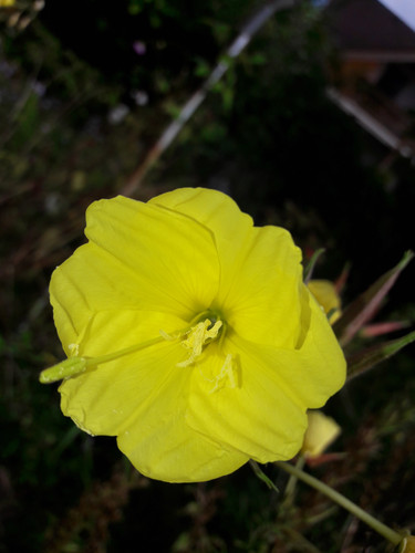 Flower; Publicdomain; Cc0; Freeimage;.jpg