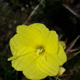 Flower; Publicdomain; Cc0; Freeimage;