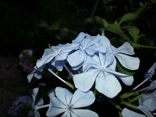 Flower; Publicdomain; Cc0; Freeimage;.jpg