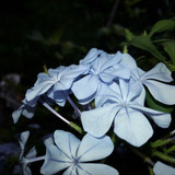 Flower; Publicdomain; Cc0; Freeimage;