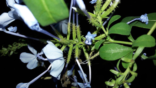 Flower; Publicdomain; Cc0; Freeimage;.jpg