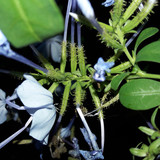 Flower; Publicdomain; Cc0; Freeimage;