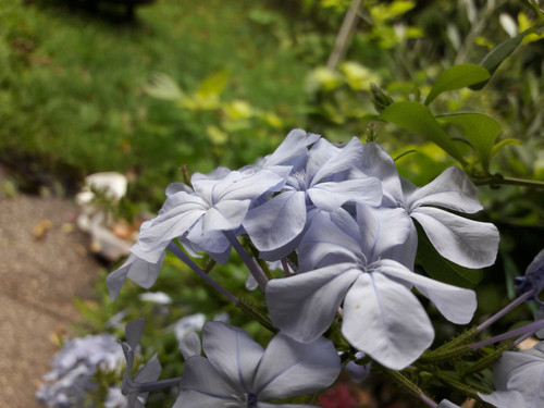 Flower; Publicdomain; Cc0; Freeimage;.jpg