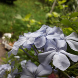 Flower; Publicdomain; Cc0; Freeimage;