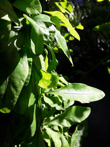 Leafs; Publicdomain; Cc0; Freeimage;.jpg