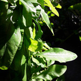 Leafs; Publicdomain; Cc0; Freeimage;