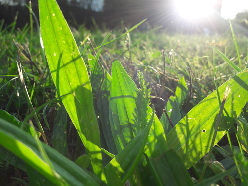 Leafs; Publicdomain; Cc0; Freeimage;.jpg