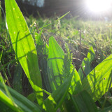 Leafs; Publicdomain; Cc0; Freeimage;