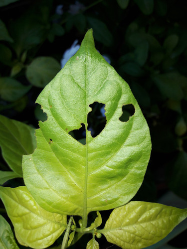 Leafs; Publicdomain; Cc0; Freeimage;.jpg