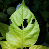 Leafs; Publicdomain; Cc0; Freeimage;