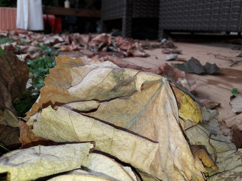 Leafs; Publicdomain; Cc0; Freeimage;.jpg