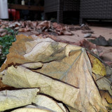 Leafs; Publicdomain; Cc0; Freeimage;