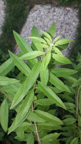 Leafs; Publicdomain; Cc0; Freeimage;.jpg