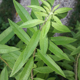 Leafs; Publicdomain; Cc0; Freeimage;