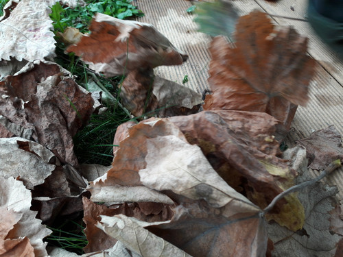 Leafs; Publicdomain; Cc0; Freeimage;.jpg