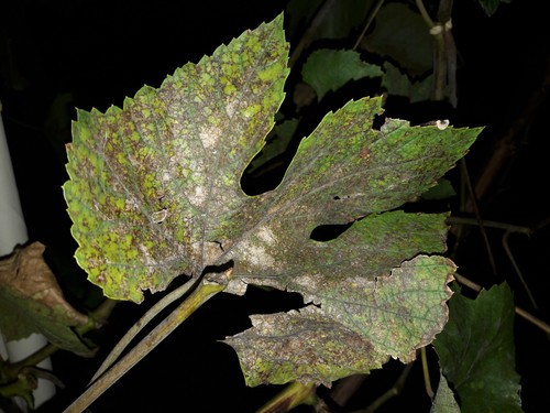 Leafs; Publicdomain; Cc0; Freeimage;.jpg