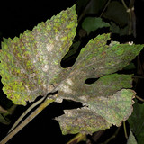 Leafs; Publicdomain; Cc0; Freeimage;