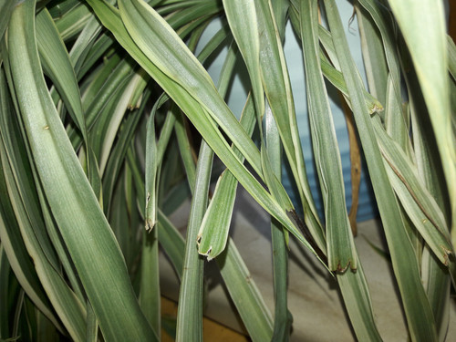 Leafs; Publicdomain; Cc0; Freeimage;.jpg