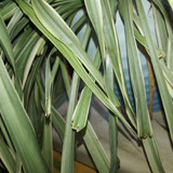 Leafs; Publicdomain; Cc0; Freeimage;