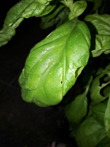 Leafs; Publicdomain; Cc0; Freeimage;.jpg