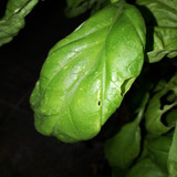 Leafs; Publicdomain; Cc0; Freeimage;