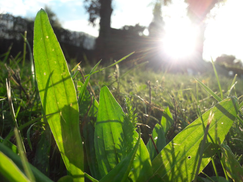 Leafs; Publicdomain; Cc0; Freeimage;.jpg