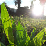 Leafs; Publicdomain; Cc0; Freeimage;