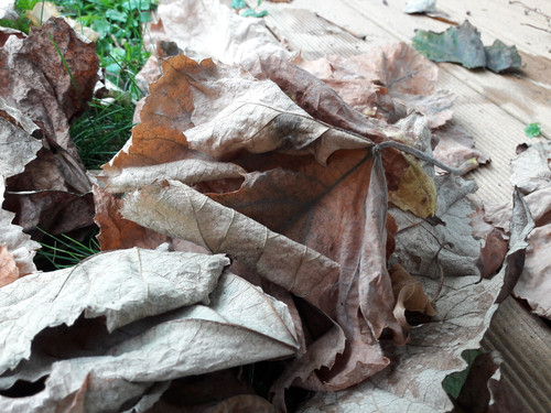 Leafs; Publicdomain; Cc0; Freeimage;.jpg