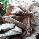 Leafs; Publicdomain; Cc0; Freeimage;