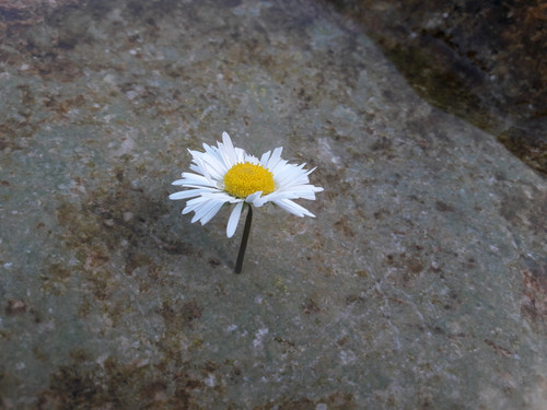 Flower; Publicdomain; Cc0; Freeimage;.jpg