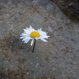 Flower; Publicdomain; Cc0; Freeimage;