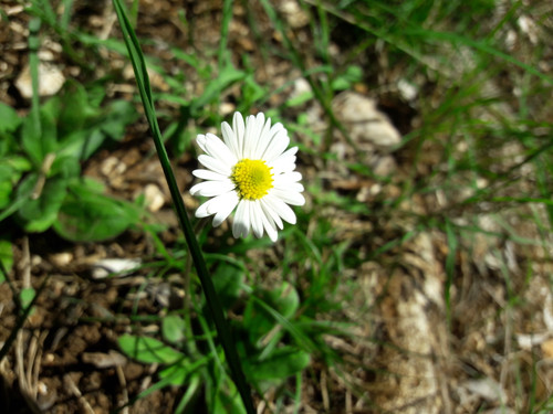 Flower; Publicdomain; Cc0; Freeimage;.jpg