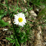 Flower; Publicdomain; Cc0; Freeimage;