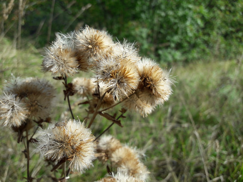 Flower; Publicdomain; Cc0; Freeimage;.jpg