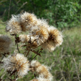 Flower; Publicdomain; Cc0; Freeimage;