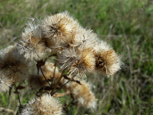 Flower; Publicdomain; Cc0; Freeimage;.jpg