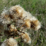 Flower; Publicdomain; Cc0; Freeimage;