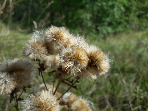 Flower; Publicdomain; Cc0; Freeimage;.jpg