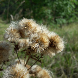 Flower; Publicdomain; Cc0; Freeimage;