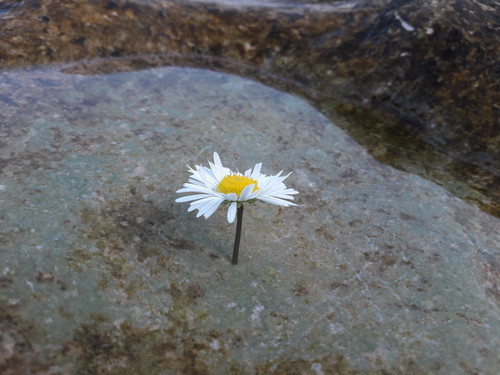 Flower; Publicdomain; Cc0; Freeimage;.jpg