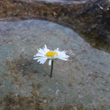 Flower; Publicdomain; Cc0; Freeimage;