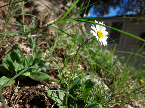 Flower; Publicdomain; Cc0; Freeimage;.jpg