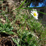 Flower; Publicdomain; Cc0; Freeimage;